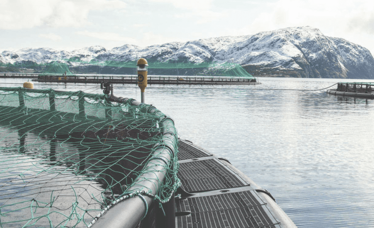 Analytikerne venter underskudd for Grieg Seafood