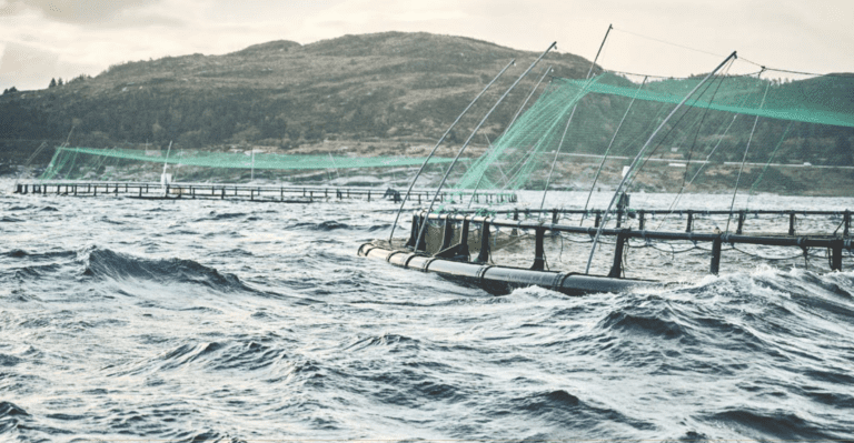 Norge: 42,5 prosent. Grieg Seafood: 73,1 prosent