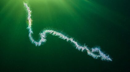 Apolemia-uvaria-15-12-2013-(1)(1)