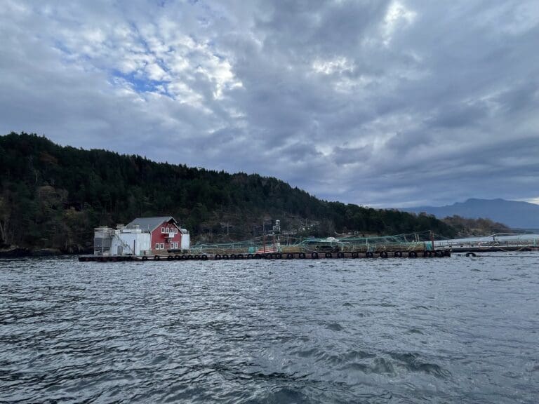 Katolske helligdager gir dempet kjøpeiver og lavere laksepriser