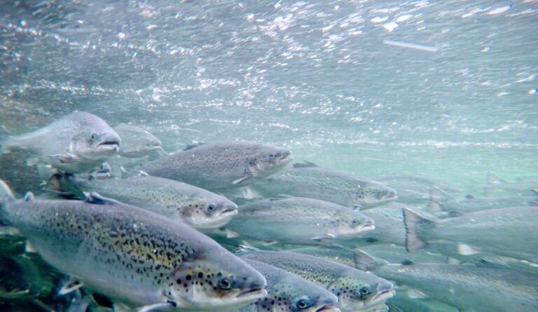 Slakter dyrevelferdsmeldingen: – Makan til tynn suppe