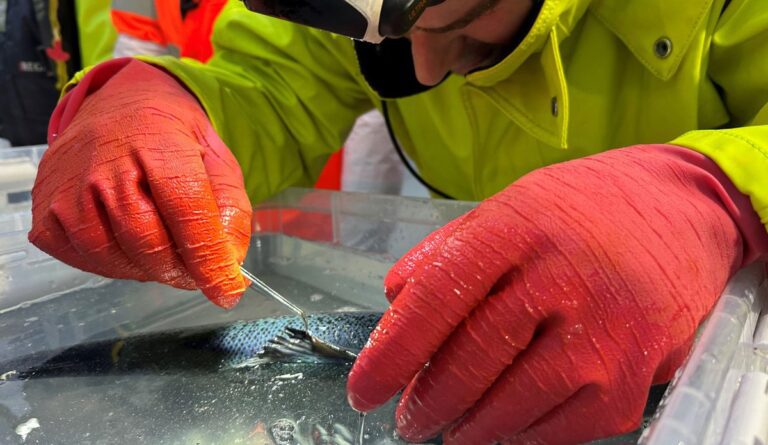 HI: Automatiske tellinger er best for fisken
