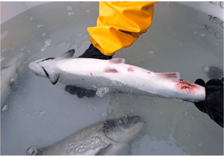 Seløy Sjøfarm er mistenkt for feilrapportering av fiskehelse