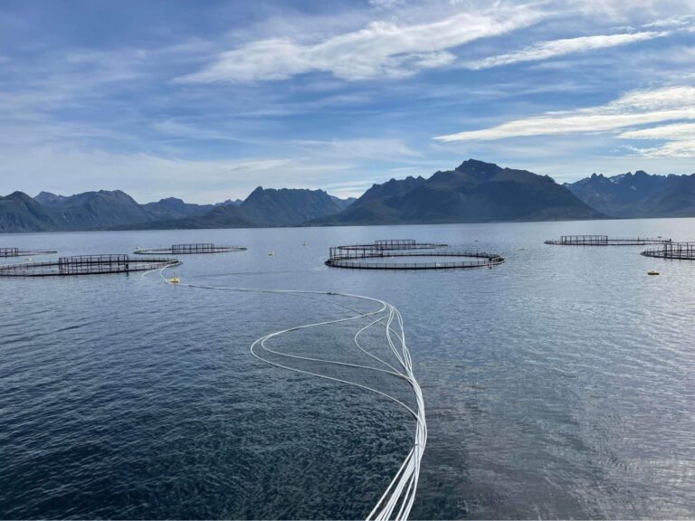 Lokalitet skal tømmes etter enda en ILA-mistanke i Nordland