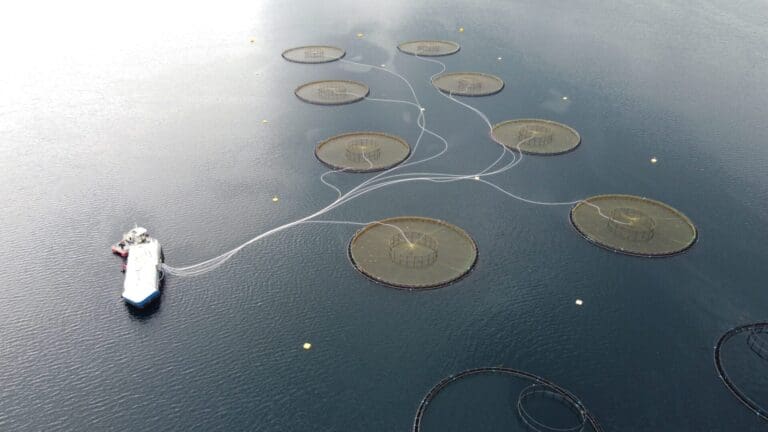 ILA påvist hos Holmøy Havbruk i Nordland