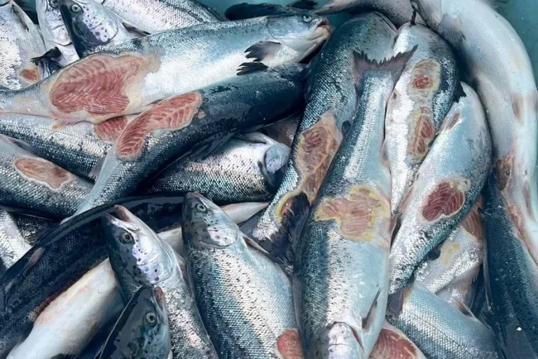 Laveste &laquo;prodfisk&raquo;-andelen på tre år