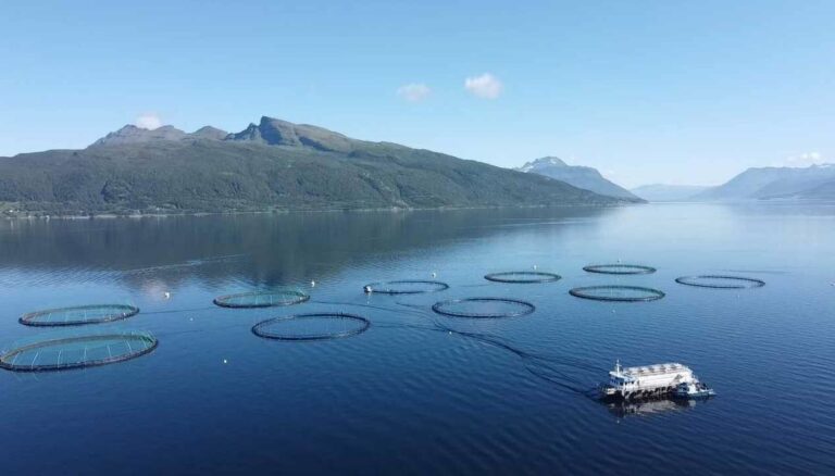 Har mistet rundt 300.000 fisk her siden helgen: – Flott laks