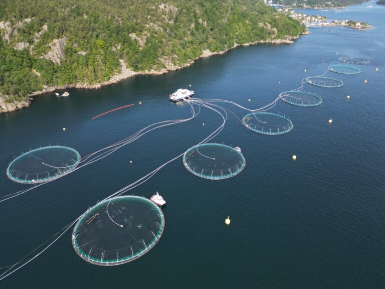 Større smolt og tett samarbeid gir resultater for Mowi i Flekkefjord