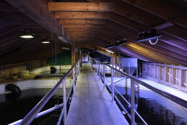 Sørsmolt snudde underskudd til overskudd – tar ut 39 millioner i utbytte