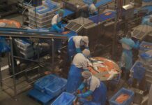 Isfjord Norway reduserer driften: – Håper det verste er over