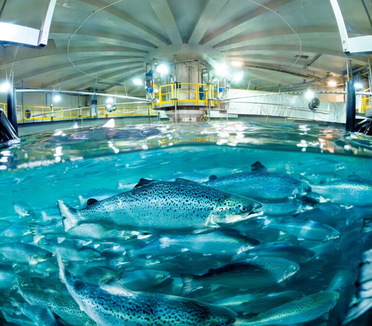 Salmon Evolution velger Moleaer for nødoksygenering
