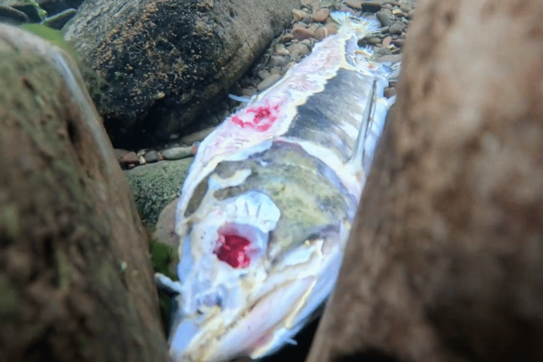 Screenshot 2025-09-26 123738