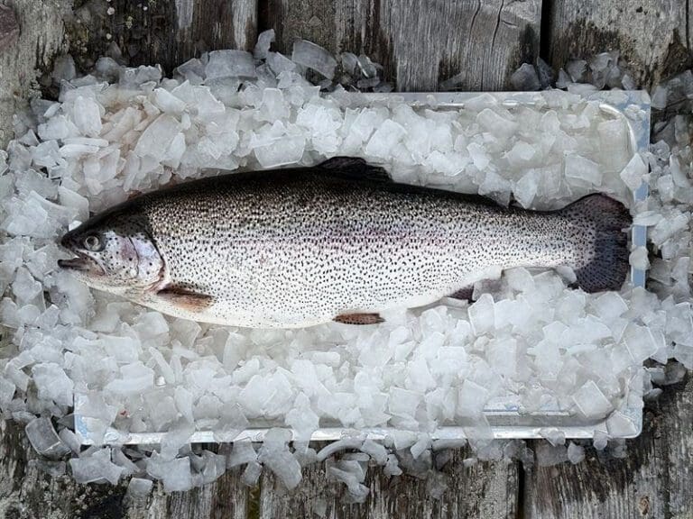 Denne fisken er fôret opp på mykoprotein, blåskjell og insekter