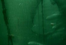 Makrellstørje brøt gjennom noten ved Mowi-lokalitet i Stavanger