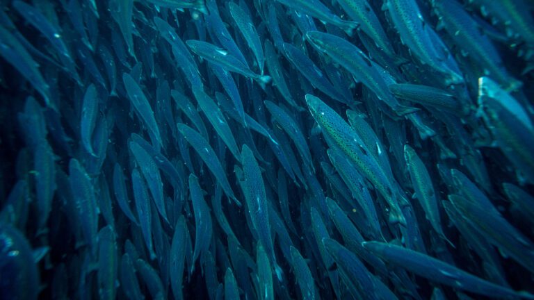 Varsler tilsyn ved utsett av smolt – vil hindre rømming