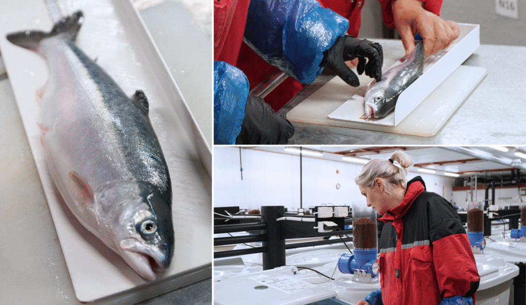 karusellkollasj mal (2)