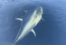 Se video: Her sluker markellstørjen sei like ved oppdrettsanlegget