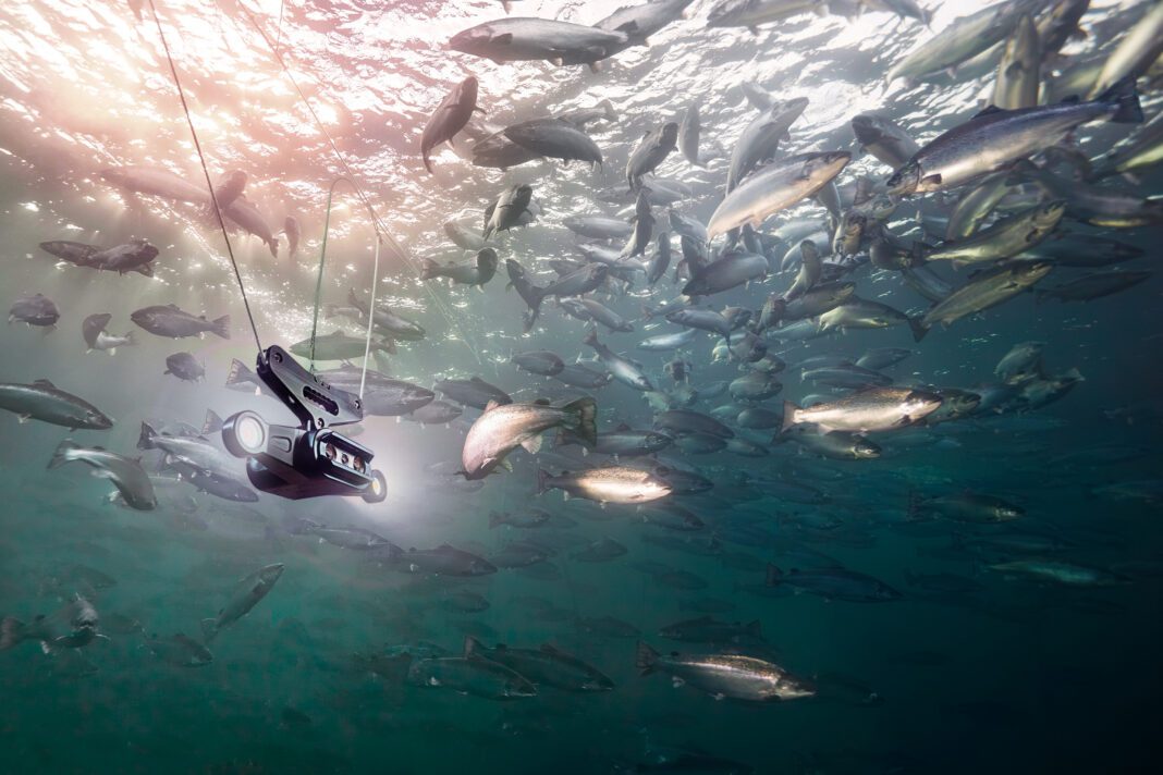 Aquabyte_Undervann_0210_6_3_MedFisk_WebJPEG