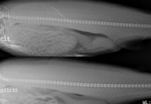 HI-forsøk om regnbueørret: 90 prosent hadde deformiteter i ryggsøylen