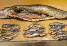 NINA om Tanaelva: Gjedda sluker minst en kvart million laksesmolt i året