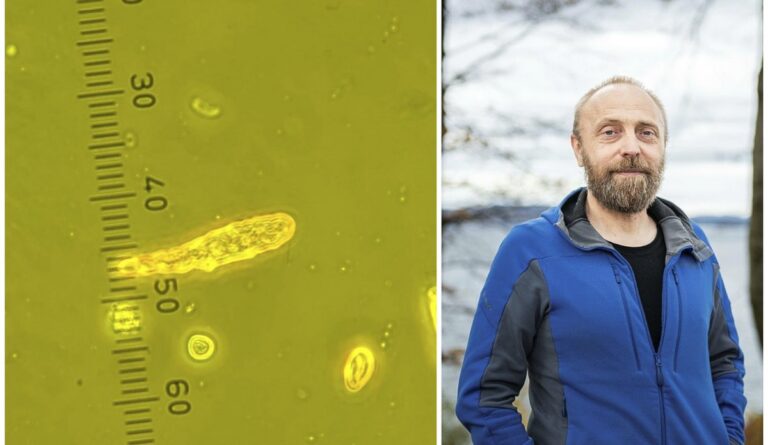 Algeforsker: – Litt bekymra for at årets oppblomstring kan få større negative konsekvenser