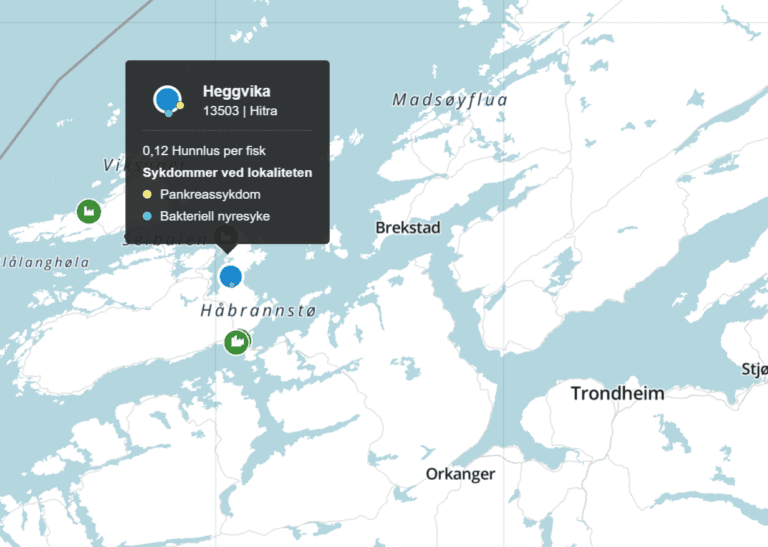 Bakteriell nyresyke påvist hos Mowi på Hitra‑anlegg