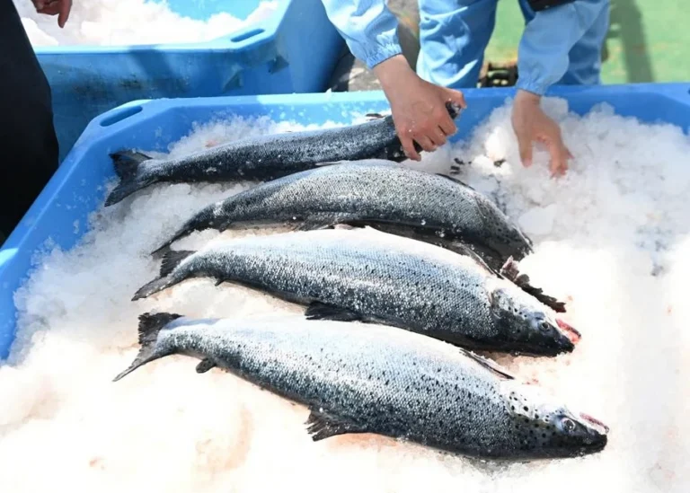 Første kommersielle slakt: Denne fisken er produsert om bord på skip i Kina