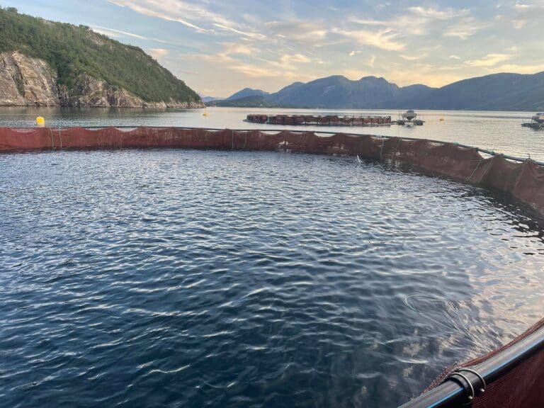 Går sammen om å kjøpe Arctic Seafood Group