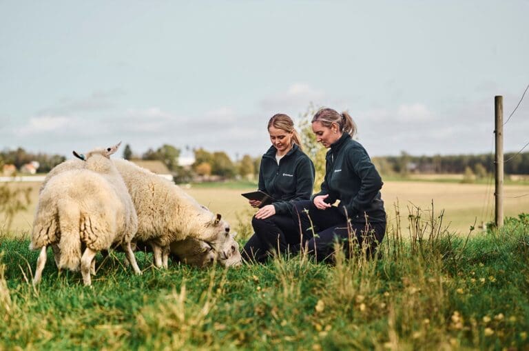 Antibiotikasalget til norske dyr var nær ni ganger høyere enn salget til oppdrettsfisk i fjor