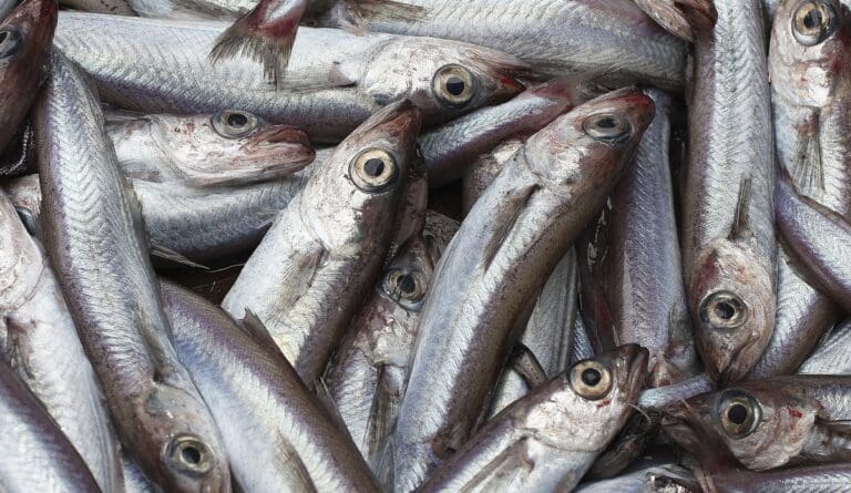 Kolmulen kan snart forsvinne fra fiskefôret. Dette er Cargills plan B.
